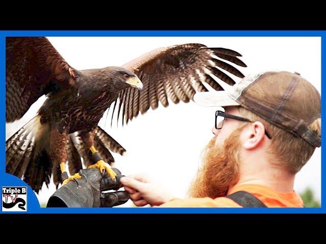 Falconry with Chris Starr