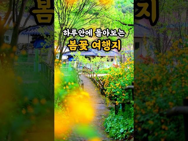 당일치기 가능한 봄꽃 여행지 | 국내여행지 추천 | 봄 여행지 | 4월 여행지 | 갑사 황매화, 금강사 꽃잔디, 부여 유채꽃 #국내여행 #봄여행지