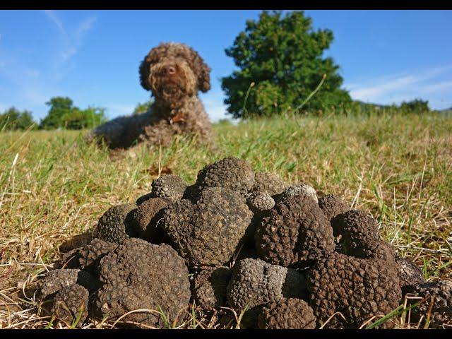 Training your dog to Truffle Hunt