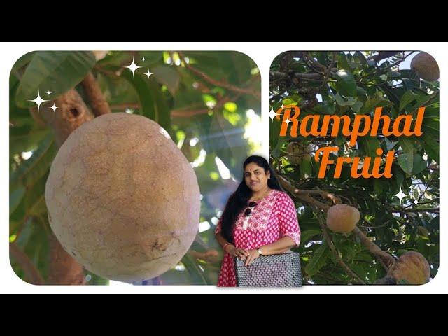 Ramphal ka ped kaisa hota hai | Ramphal tree information #ramphal  #ramfal #bullocksheart