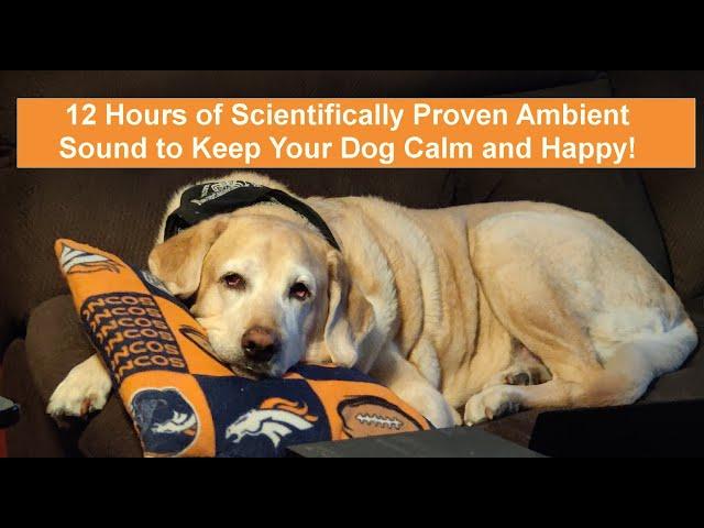 Anti-Separation-Anxiety Ambient Household Sounds for Dogs - True Black to Prevent Screen Burn