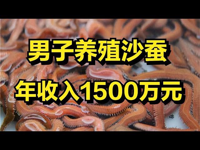 福建男子养殖沙蚕，一亩塘能卖13万元，年收入高达1500万！