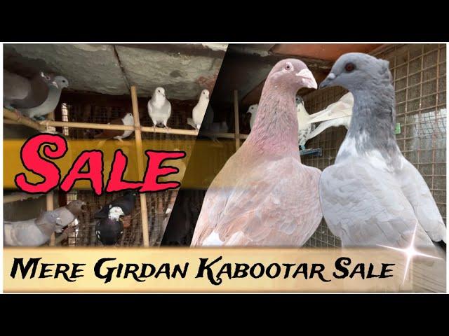 ( Sold Out )Aj Me Kuch kabootar Sale Kar Rha Hun | X Fighter Birds