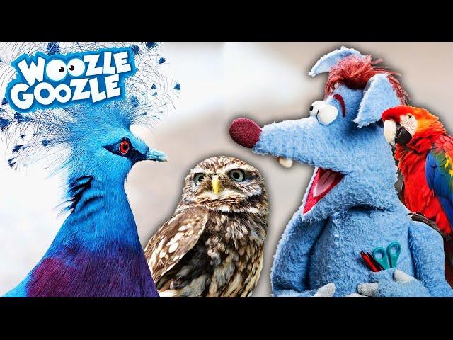 Wieso sind Vögel so bunt? l WOOZLE GOOZLE