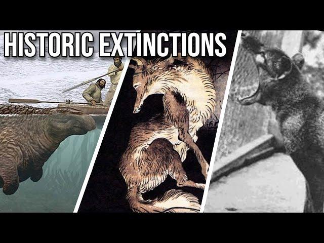 MORE Extinct Animals of History