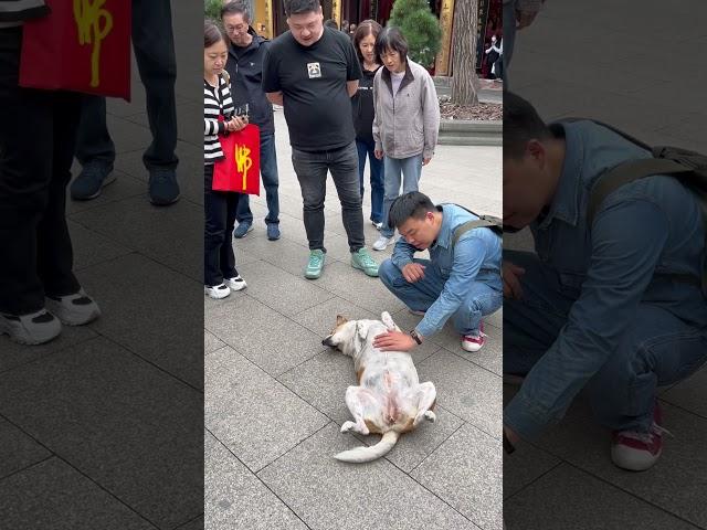 A very cute and well behaved dog in the Long Hua temple