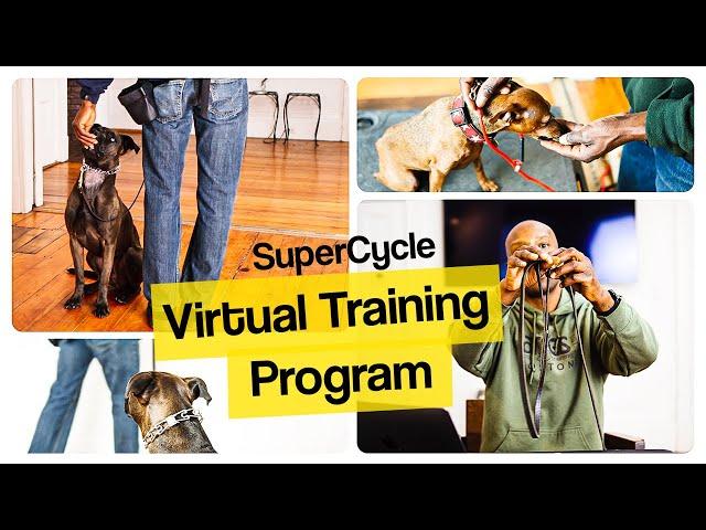 How to Establish Communication with Your Dog Step by Step | SuperCycle Virtual Training