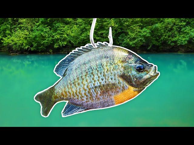 Fishing w/ GIANT Livebait for Whatever Bites! (Nonstop BIG Fish)