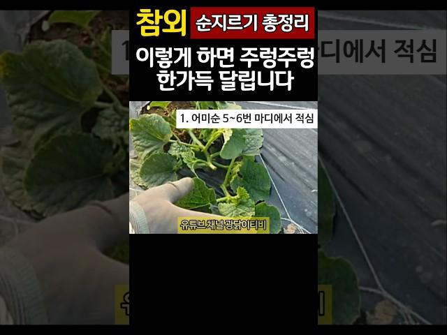 어려운 참외 순지르기 총정리! 이렇게 해야 주렁주렁 한가득 달립니다