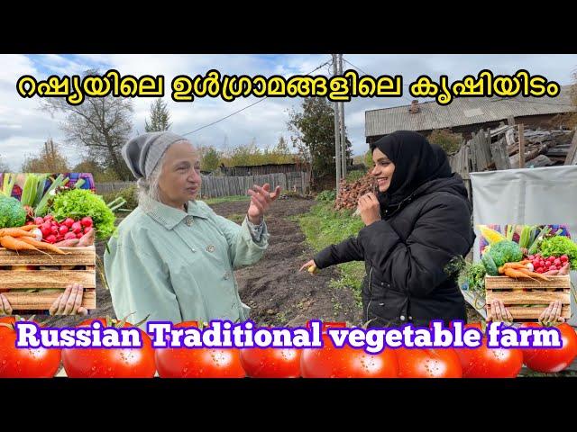 റഷ്യയിലെ ഉൾഗ്രാമങ്ങളിലെ കൃഷിയിടം Russian Traditional vegetable farm | village life Russia