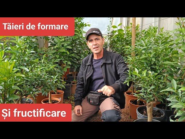 Cum taiem planta de lămâi -Tutorial