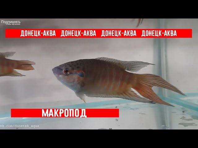 макрапод обычный
