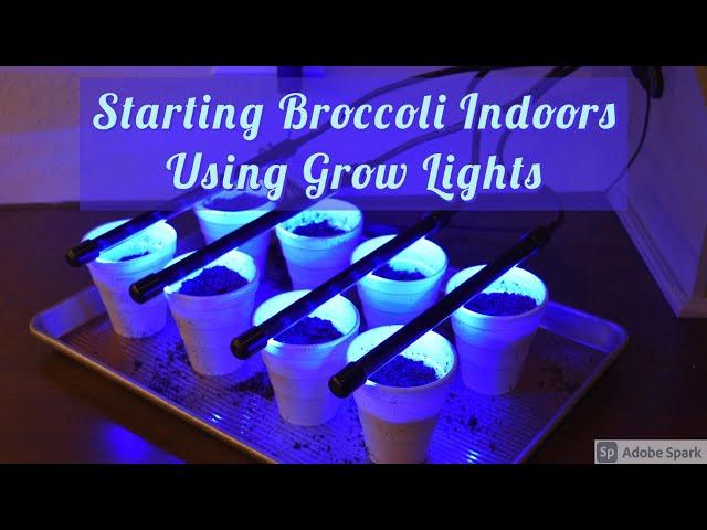 Starting Broccoli Indoors Using Grow Lights