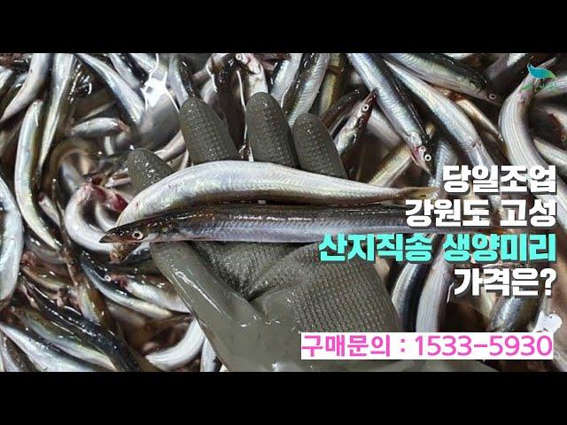 [신바람 수산물 협력농가 판매상품 - 당일조업 강원도 고성 산지직송 생양미리 판매합니다  - 중고트랙터 중고농기계 경운기 관리기 스키로더 굴삭기 화물트럭 매매 직거래 장터 사이트