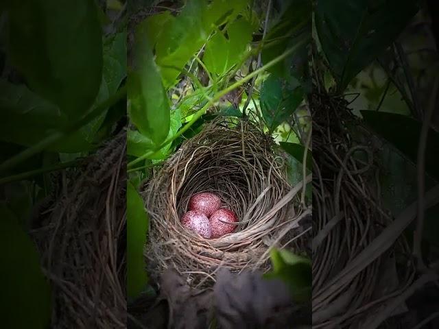 bird egg  #highlights