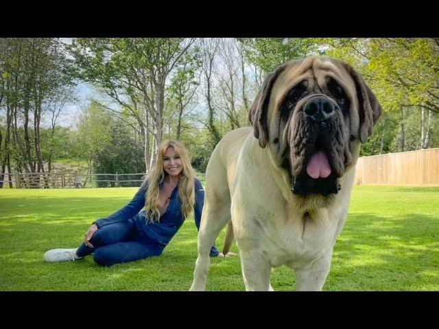 THE ENGLISH MASTIFF - THE WORLD’S HEAVIEST DOG