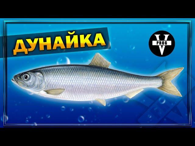 ДУНАЙКА! Редкий деликатес - Дунайская сельдь. Что за рыба?