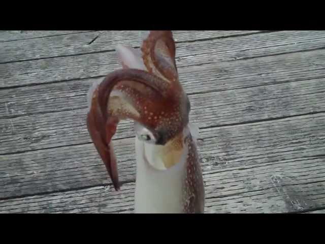 Big squid caught at Indian Point NS Canada