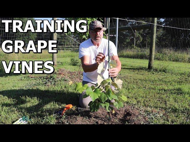 Training Young Grape Vines Up Support