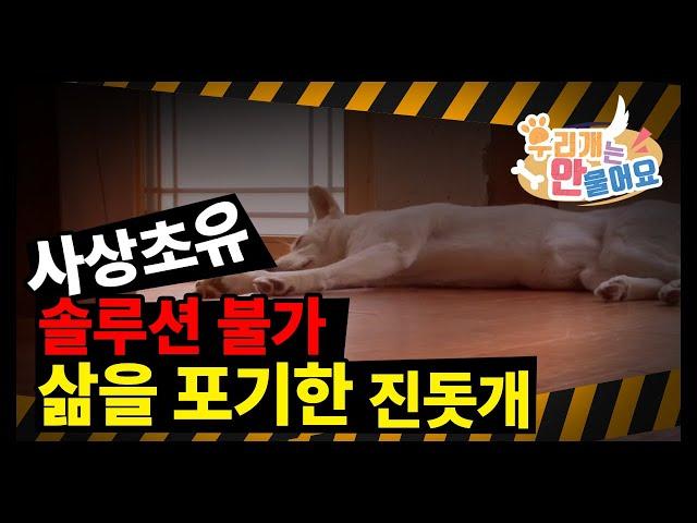 우리개연구소 사상초유!! 솔루션 불가~~!!! 역대급 이야기~~삶을 포기한 진돗개 복순이~~~#진돗개 #강아지발사탕 #강아지교육