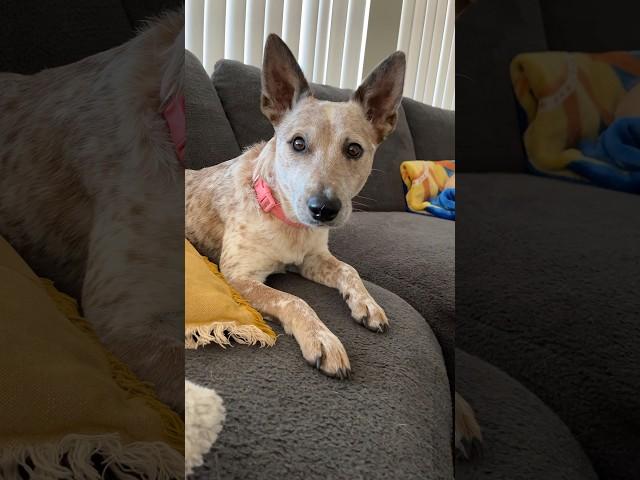 Meet Cinnamon! The Ultimate Red Heeler Adventure Dog ️ #RedHeeler