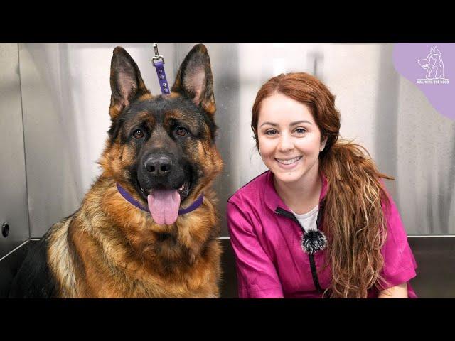 HUGE German Shepherd VS The Evil Wind Machine 