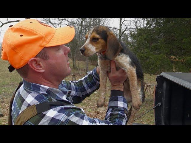 Training Checkers - Getting a Beagle Puppy Ready for Rabbit Season