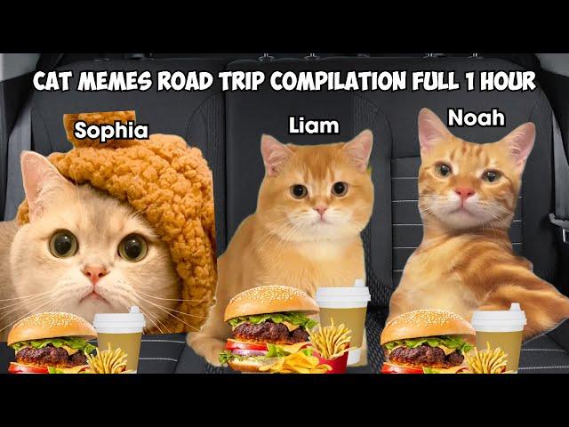 CAT MEMES: Road trip Compilation Full 1 Hour