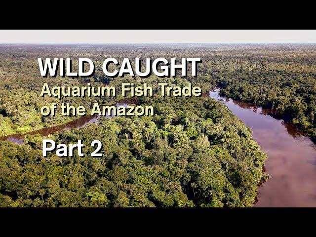 WILD CAUGHT : AQUARIUM FISH TRADE OF THE AMAZON. PART 2