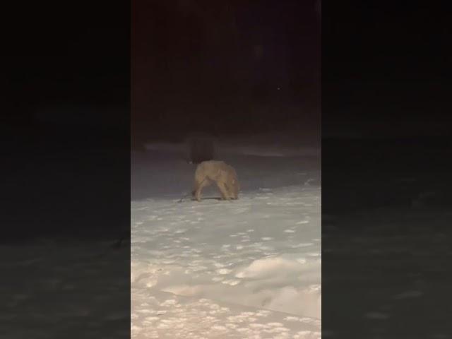 Dogs Realize They Were Playing With A Wolf in Backyard