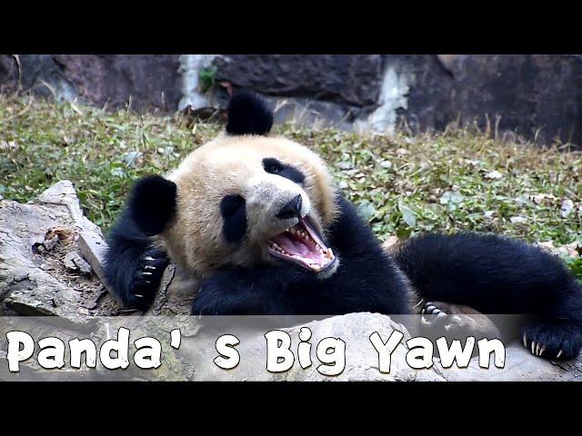 A Big Yawn From A Sleepy Panda | iPanda