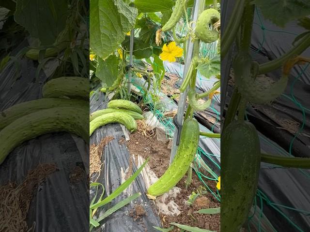 오이가 주렁주렁 #오이 #주말농장 #cucumber #harvesting