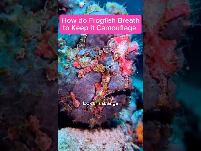 How does Frogfish Breath to Keep it Camouflage?#frogfish  #amazingvideo #anilaodivingandresorts