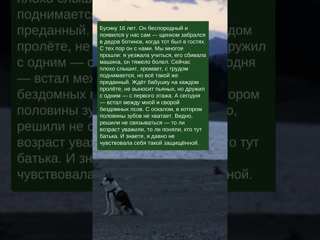 История про 16-летнего пса Бусика  Зацените историю: Часть №170