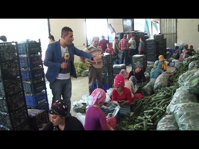 Menderes Çamönü salatalıklar -  Mehmet Aydoğan