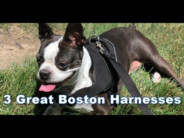 3 Great Boston Terrier Dog Harnesses