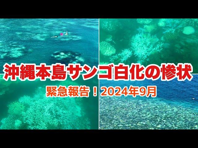 【沖縄旅行情報】沖縄サンゴ礁が壊滅？沖縄本島サンゴ焦に大白化現象が発生中「沖縄シュノーケリング」