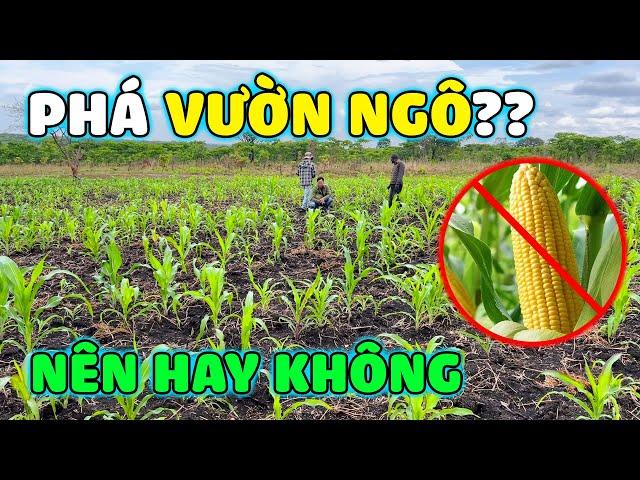 Thế Nhân || Vườn Ngô Xuống Giống Trước Mùa Mưa Ở Nông Trại Số 2 Liệu Có Nên Phá Bỏ ?