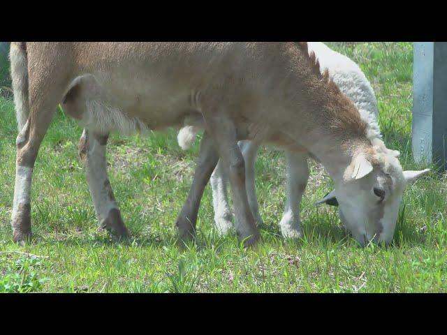 Solar and sheep working hand and hoof in Danville