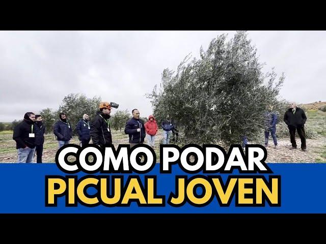 🟥 Aprende a Podar un Olivo Picual Joven. Sercopag #bolaños #ciudadreal