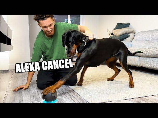 My Dogs HILARIOUS Reaction To ALEXA