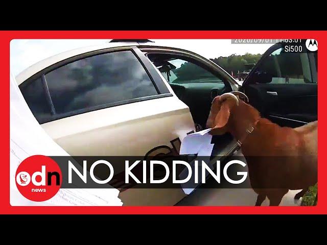 Hilarious! Goat Takes Over Police Car, Eats Paperwork and Headbutts Officer