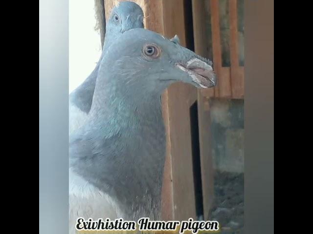 Exivhistion Humar pigeon Arko & Pets BD Pigeon Lover #pigeonlover #bdpigeonslover