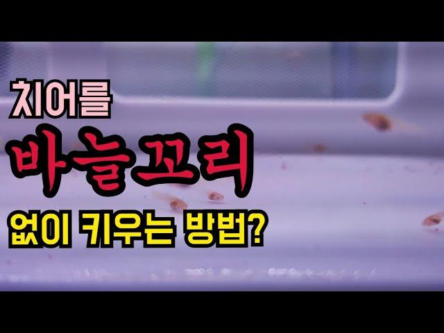 구피 치어 바늘꼬리병 없이 키우는 방법? 탱써니 물생활, Taengsunny