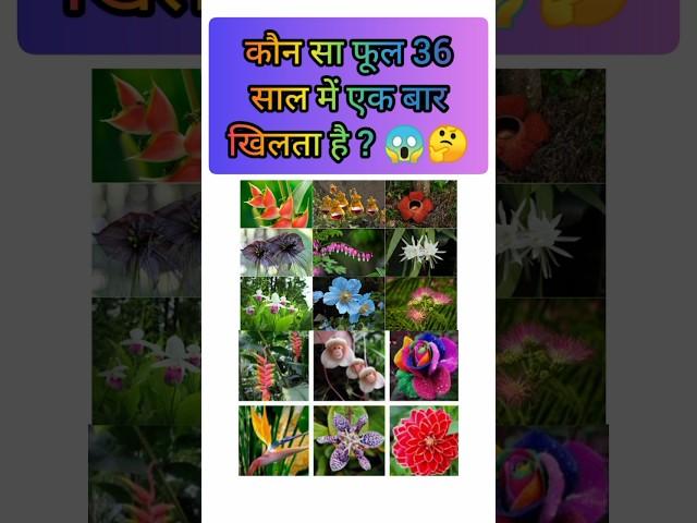 36 साल में खिलने वाला फूल#gk #facts #shorts #flowers #currentaffairs