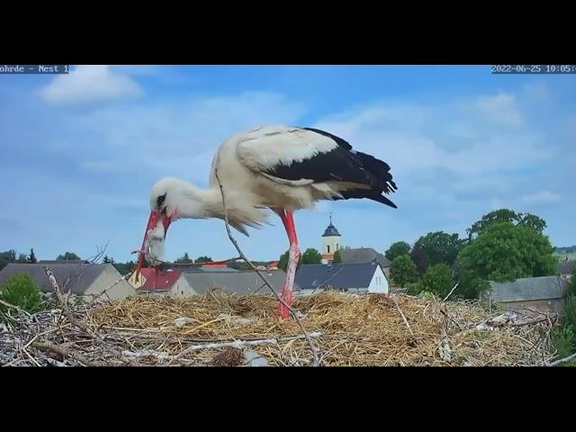 STORKLET SWALLOWED ALIVE!