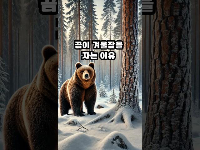 곰이 겨울잠을 자는 이유  #동물상식#자연탐구#shorts