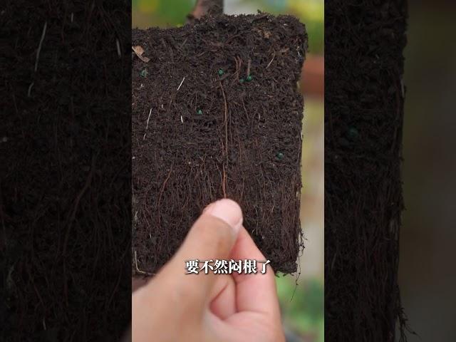 夏天能不能换盆，很多人都没搞懂！【天狼说月季】