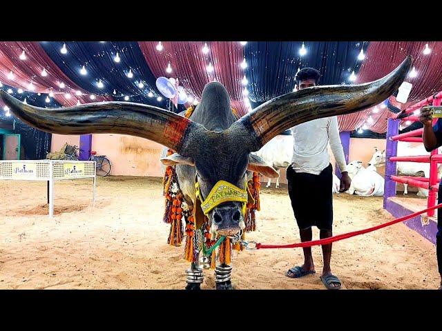 Pathan cattle farm longest horn kankarej ever 2024 | Kolkata cow 2024 @pathancattlefarm