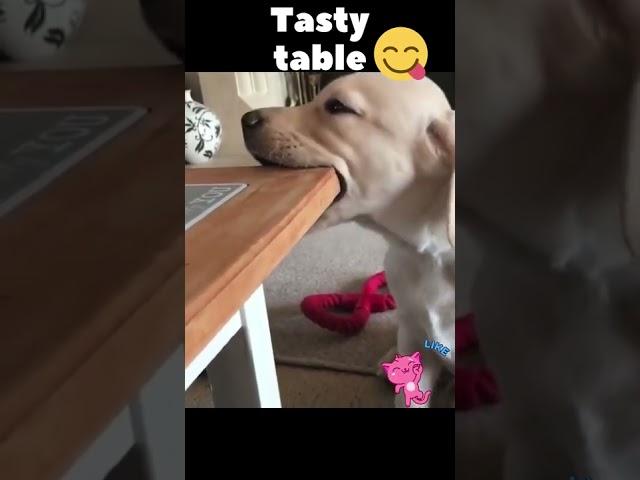 Tasty table) Dog and table)Funny dogs) Tik tok #Shorts